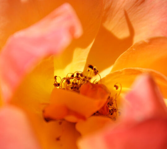 Neque porro quisquam est qui