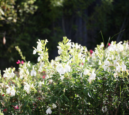 Vestibulum eu dui eget diam