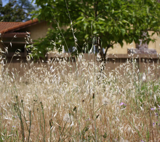 Magna suspendisse eleifend at nulla