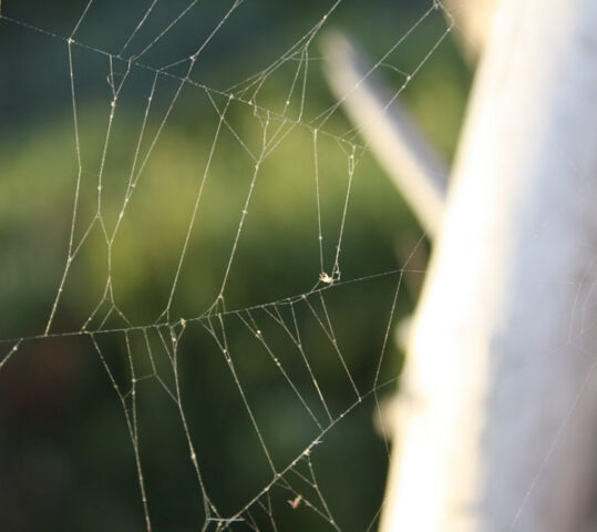 Etiam placerat ipsum porttitor ipsum